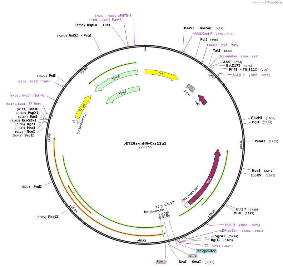 120879-plasmid-map-sequence-id-235829