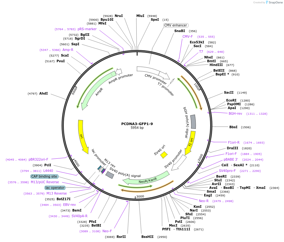 121684-plasmid-map-sequence-id-235830