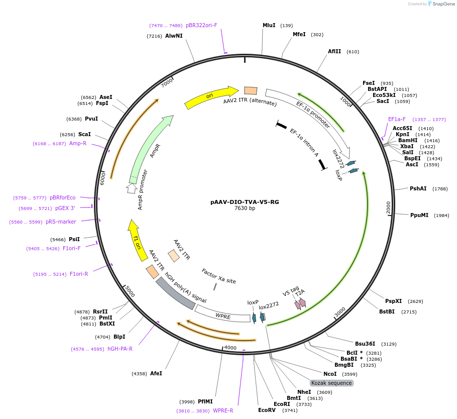 119743-plasmid-map-sequence-id-235837
