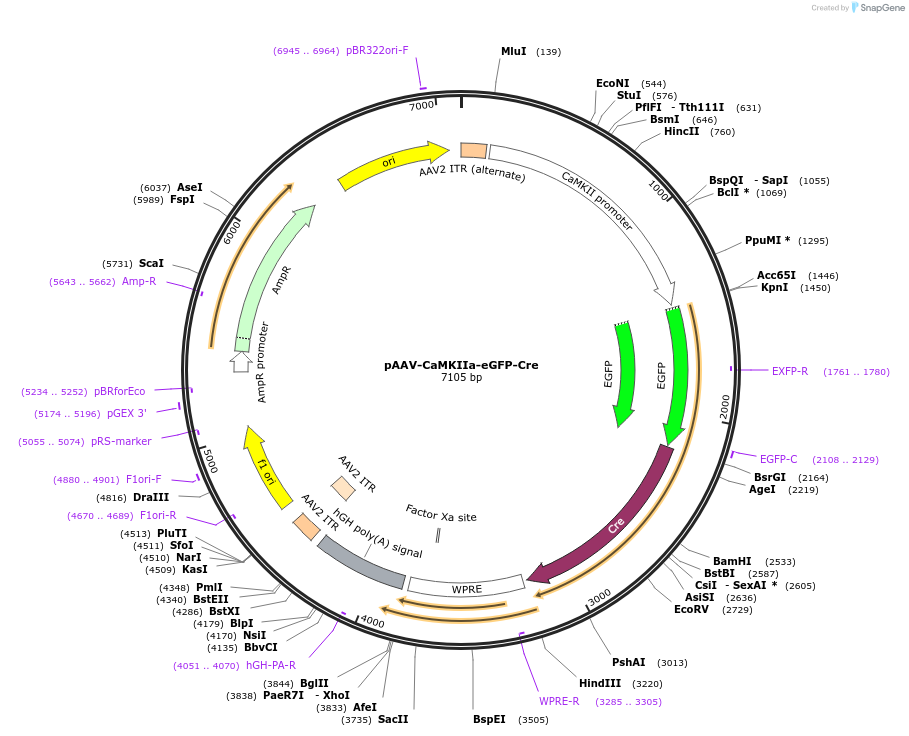 120219-plasmid-map-sequence-id-235838