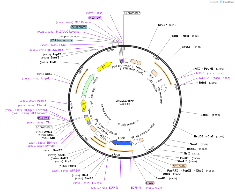 120577-plasmid-map-sequence-id-235841