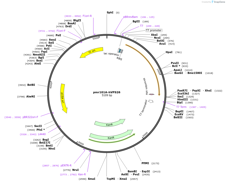 17636-plasmid-map-sequence-id-235852