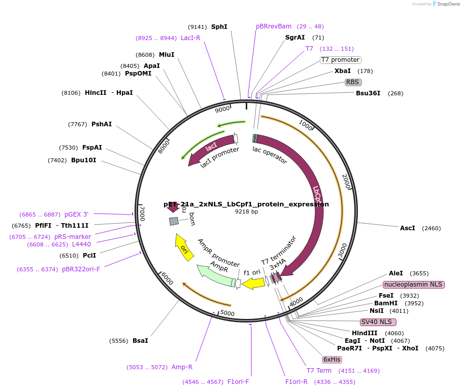 114366-plasmid-map-sequence-id-235855