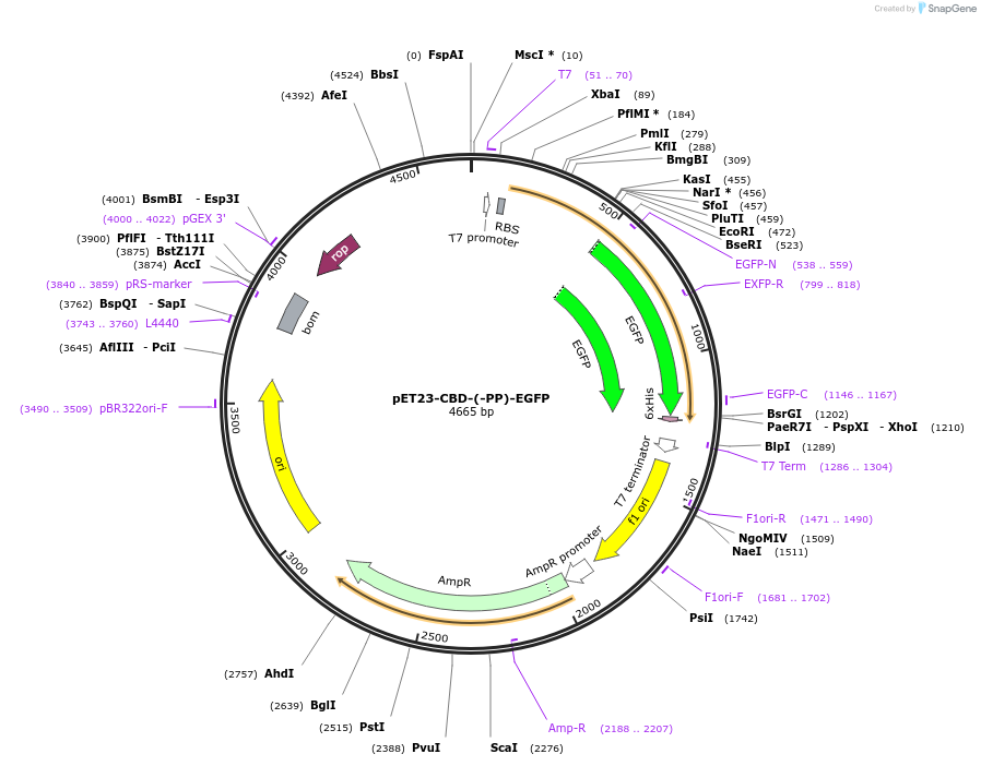 12597-plasmid-map-sequence-id-235856