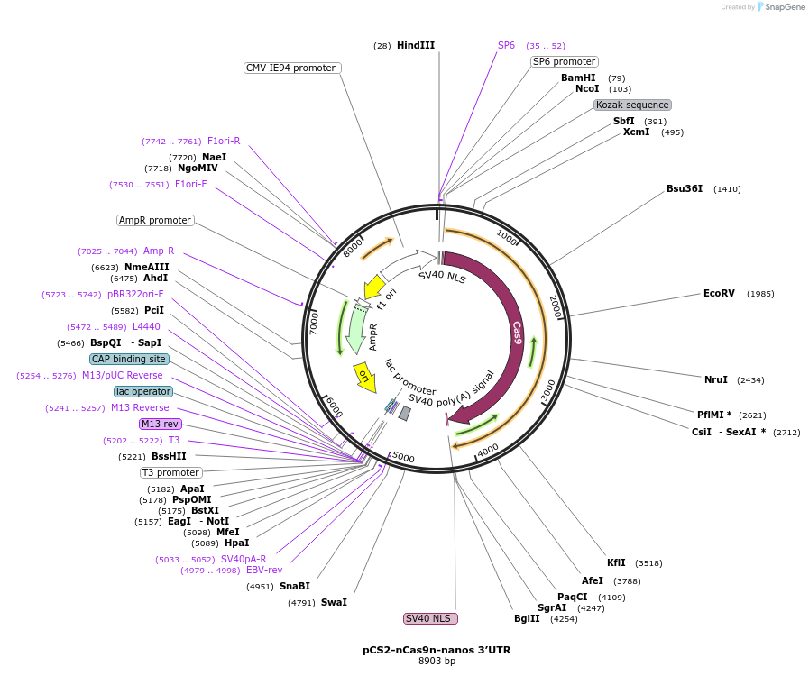 62542-plasmid-map-sequence-id-235857