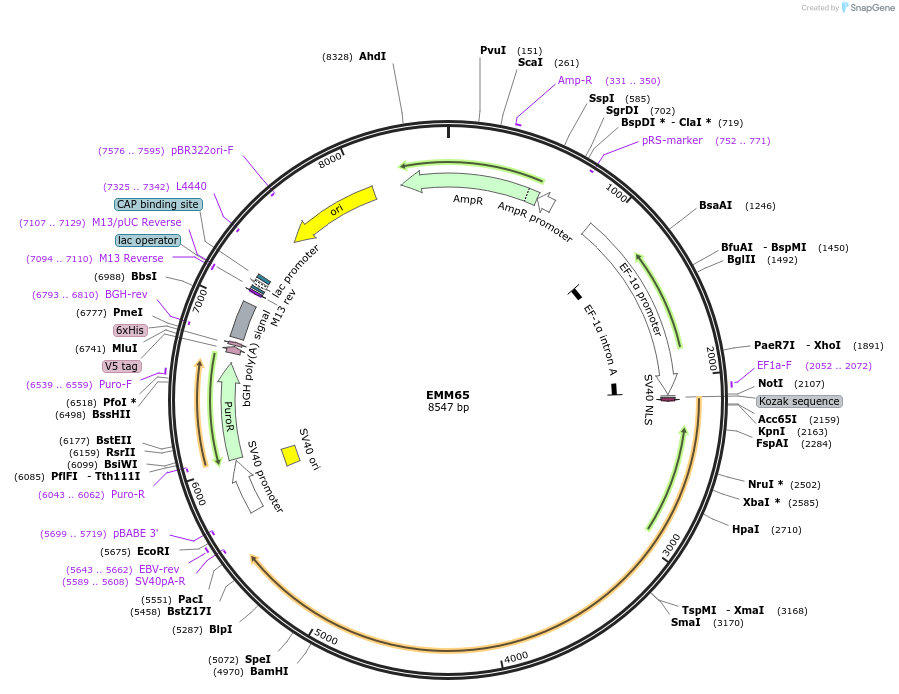 49042-plasmid-map-sequence-id-235859