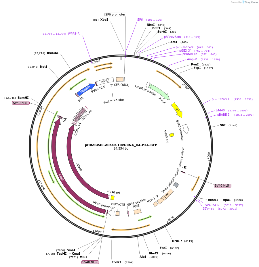 60903-plasmid-map-sequence-id-235860