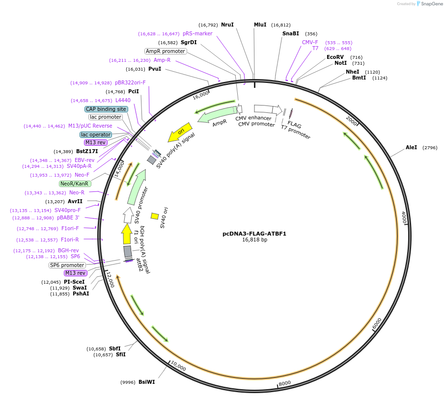 40927-plasmid-map-sequence-id-235864