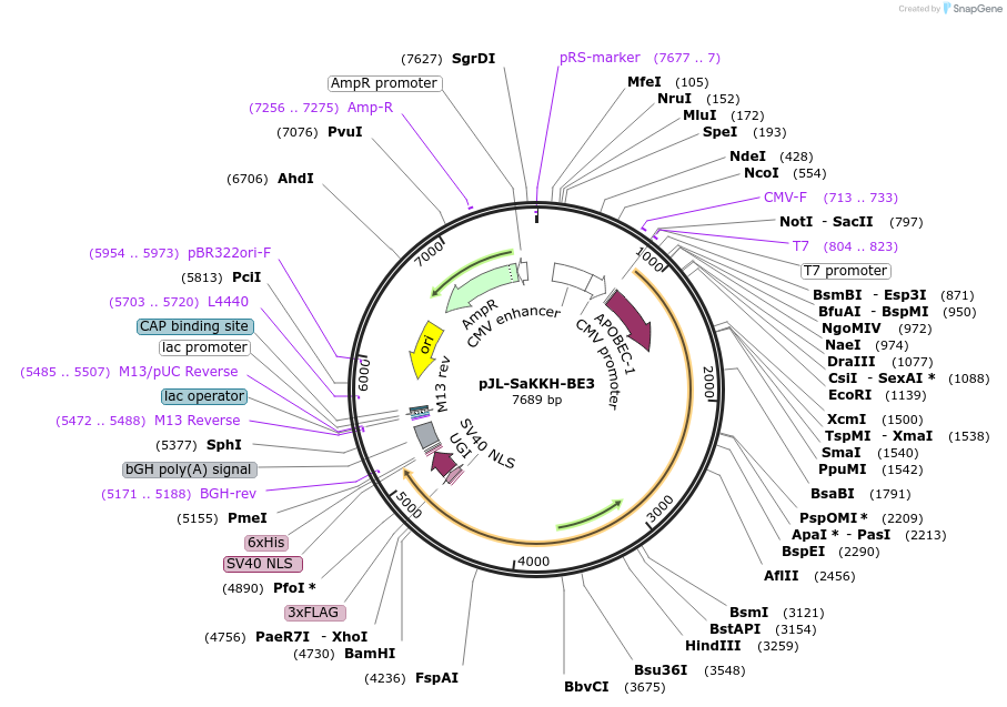 85170-plasmid-map-sequence-id-235880