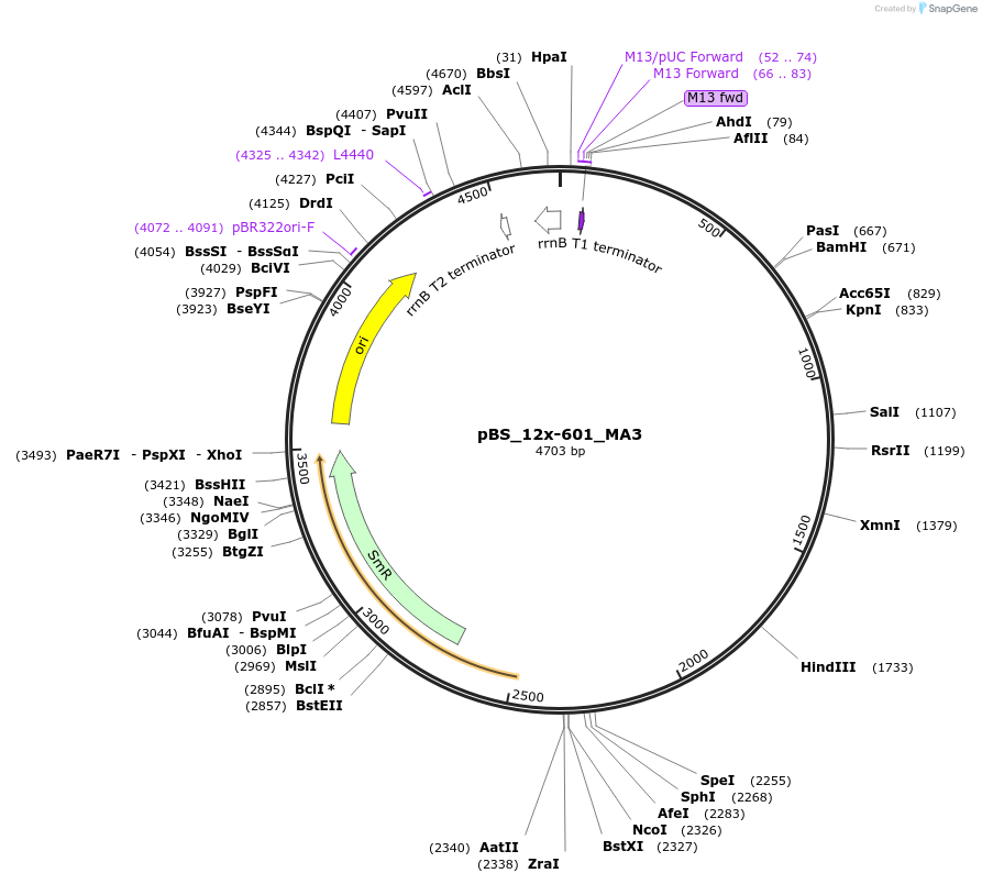114360-plasmid-map-sequence-id-235882