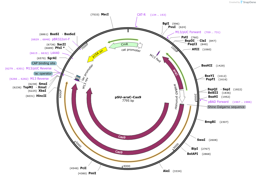 120423-plasmid-map-sequence-id-235889