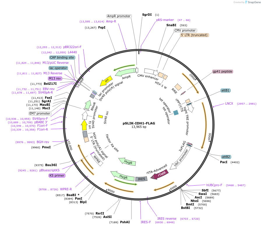 66802-plasmid-map-sequence-id-235890