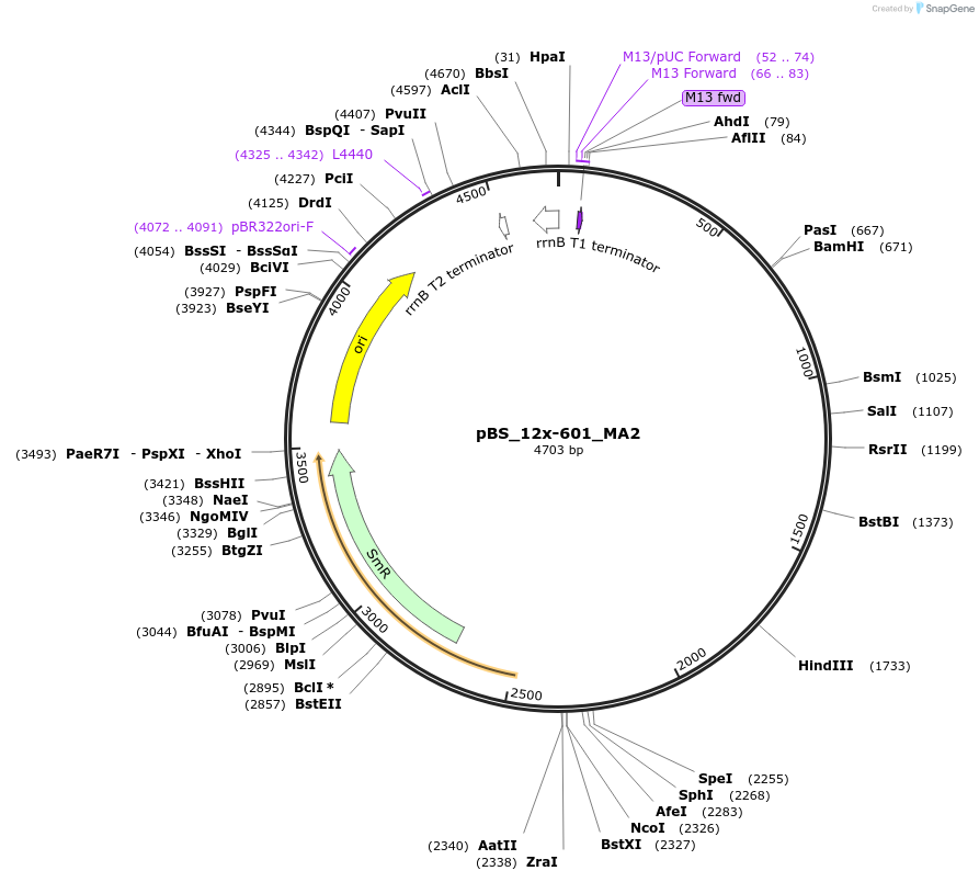 114359-plasmid-map-sequence-id-235932