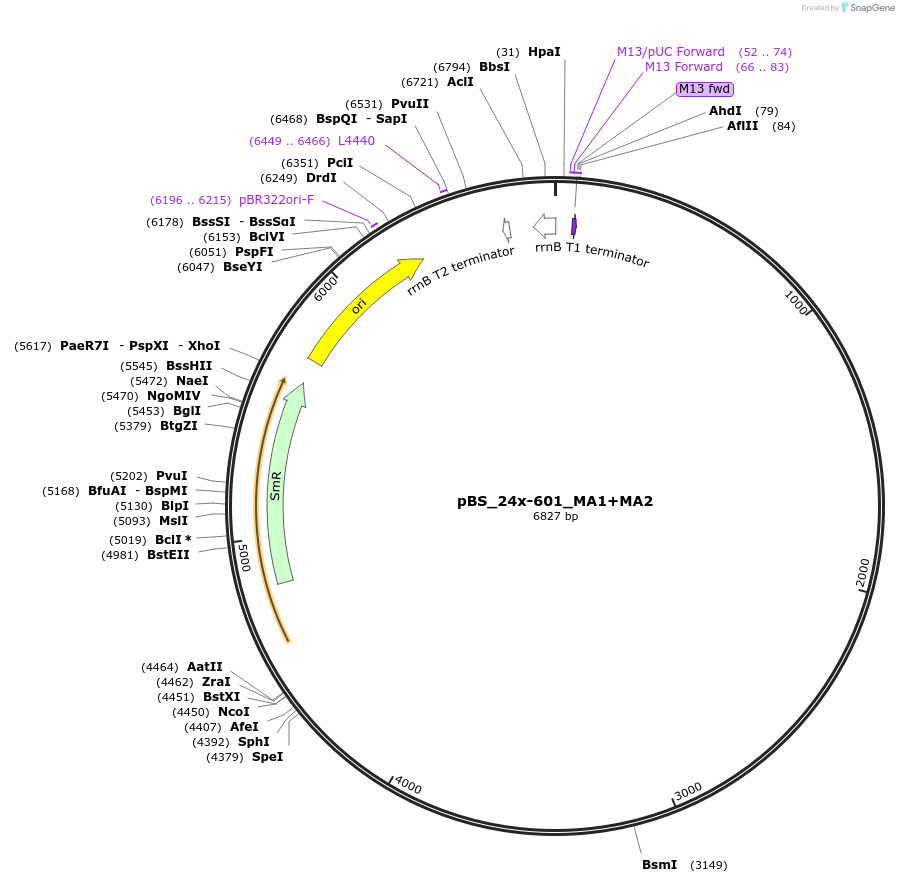 114361-plasmid-map-sequence-id-235937