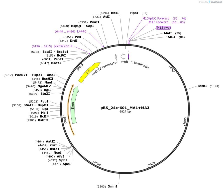 114362-plasmid-map-sequence-id-235939
