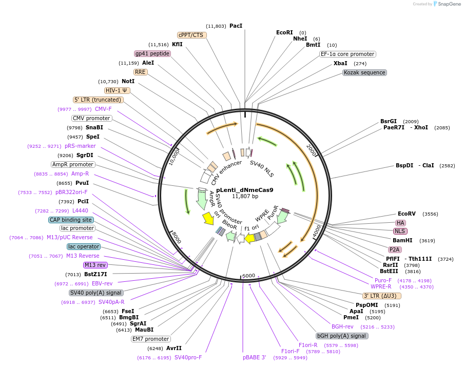 120077-plasmid-map-sequence-id-235940