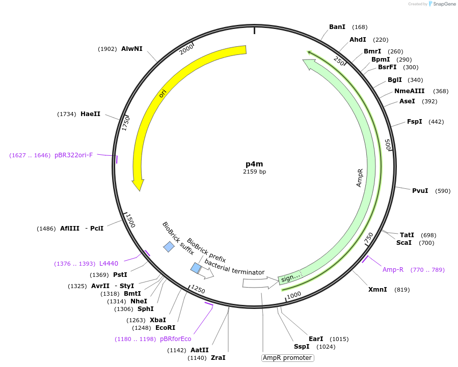 120936-plasmid-map-sequence-id-235945