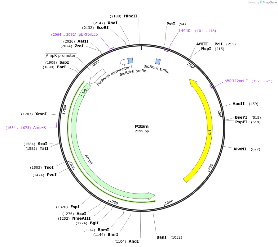 120946-plasmid-map-sequence-id-235948