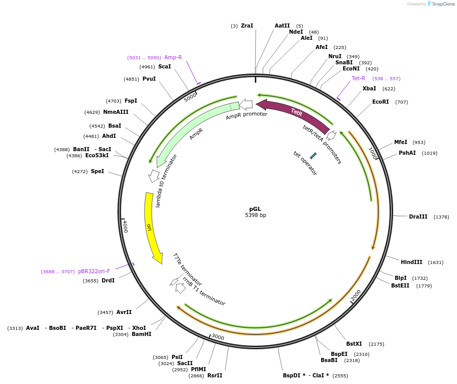 119952-plasmid-map-sequence-id-235949