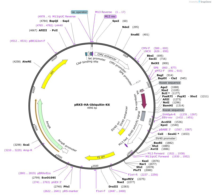 121151-plasmid-map-sequence-id-235950