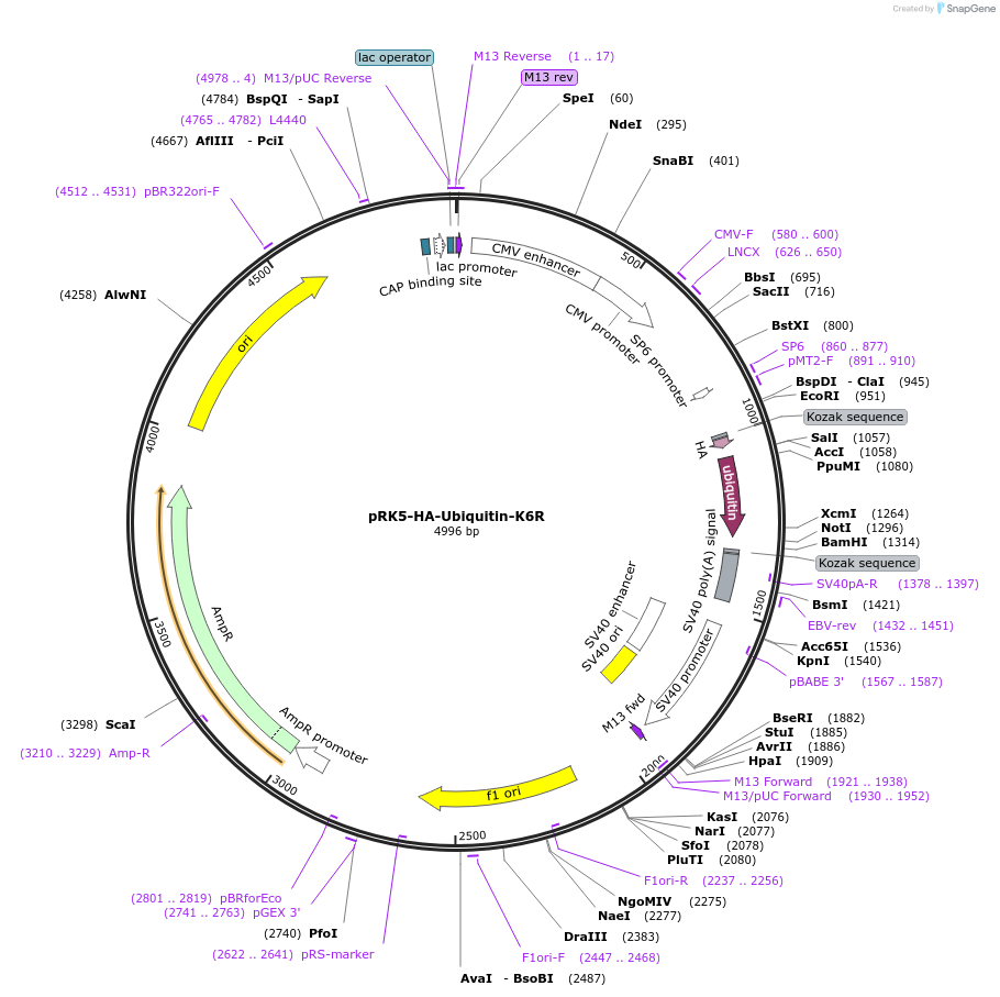 121153-plasmid-map-sequence-id-235953