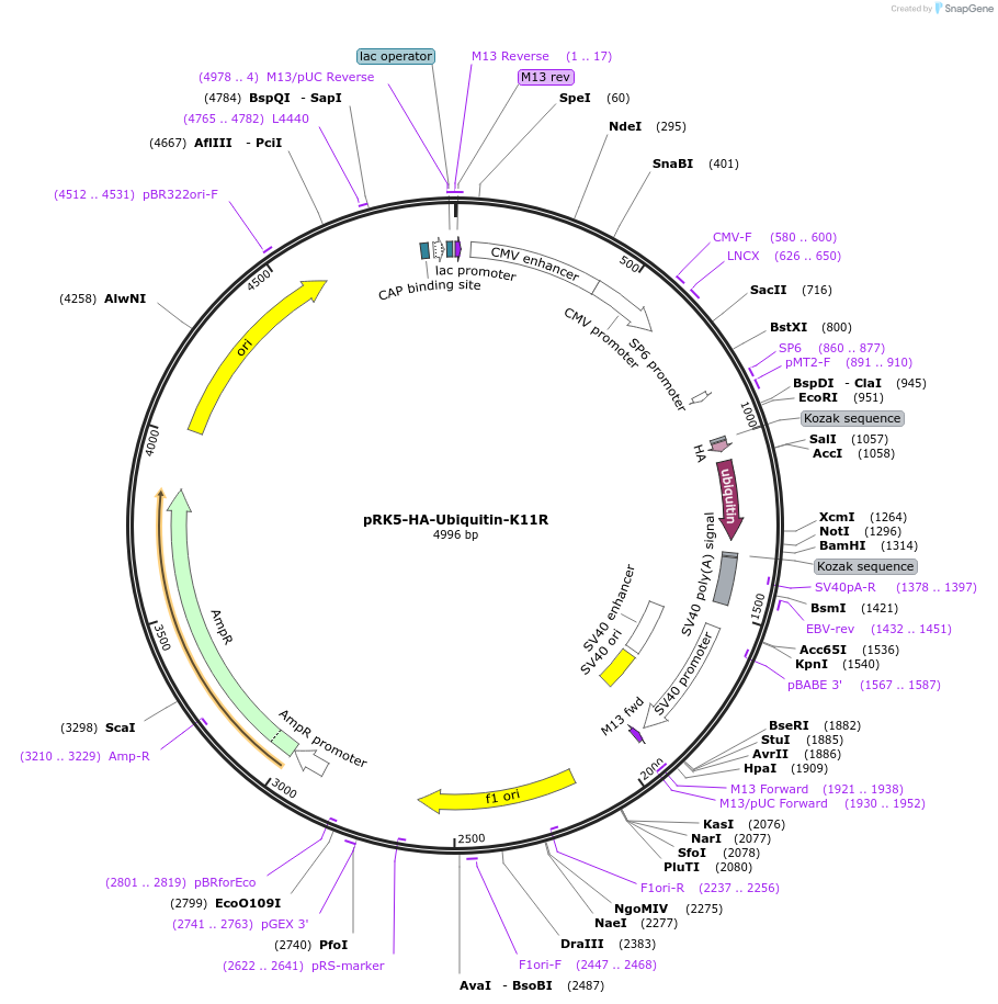 121154-plasmid-map-sequence-id-235954