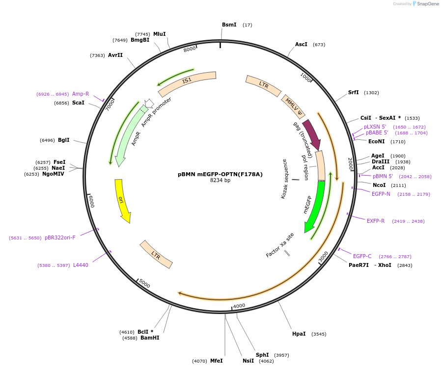 119681-plasmid-map-sequence-id-235957