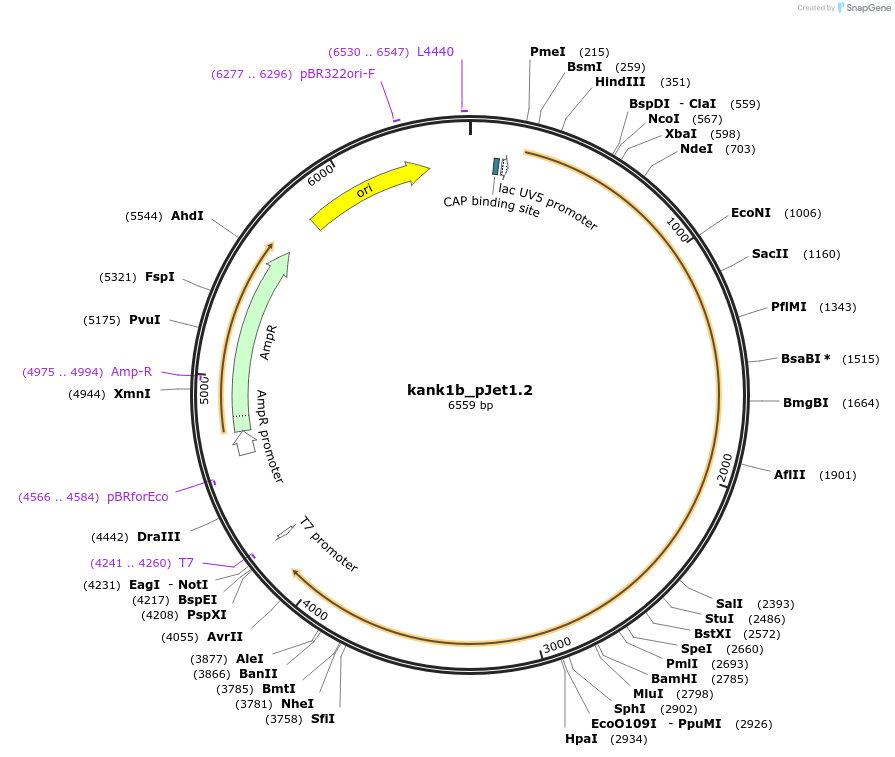 121979-plasmid-map-sequence-id-235959