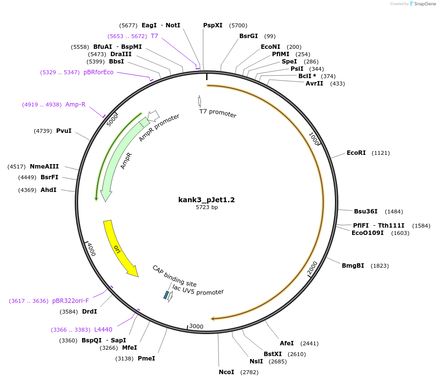 121981-plasmid-map-sequence-id-235960