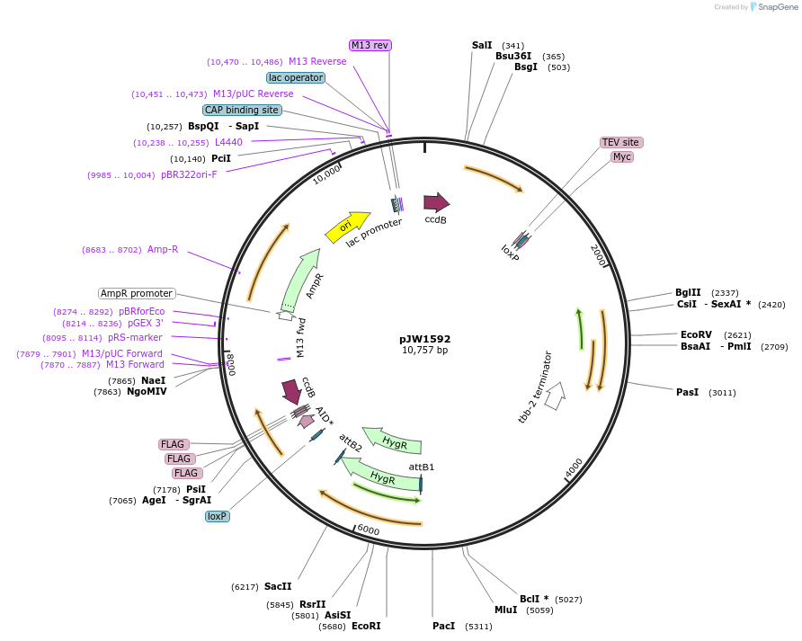 121059-plasmid-map-sequence-id-235964