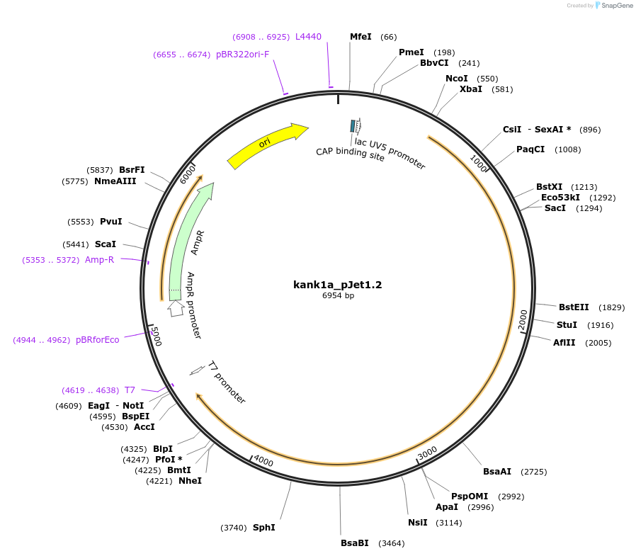 121978-plasmid-map-sequence-id-235965