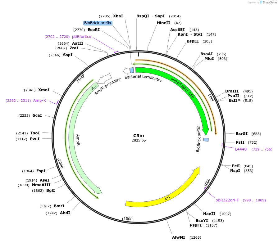 120956-plasmid-map-sequence-id-235970