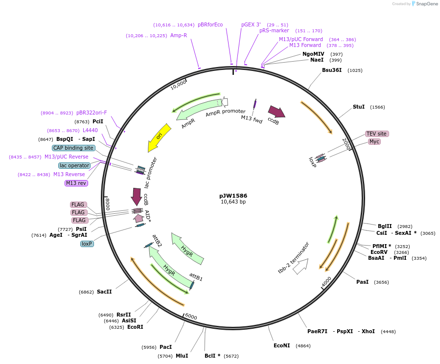 121057-plasmid-map-sequence-id-235972