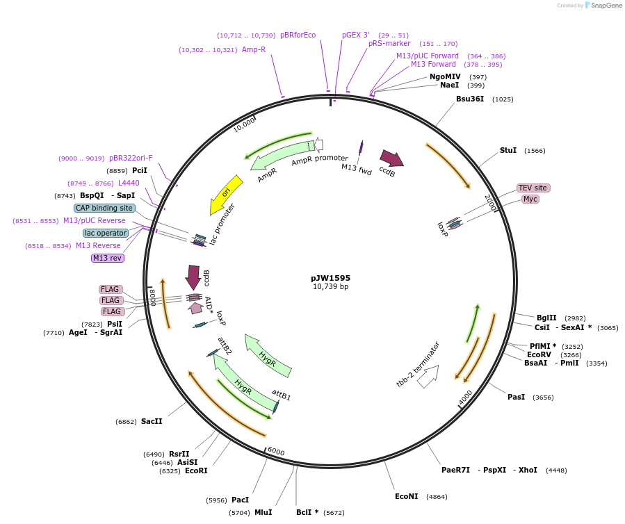 121062-plasmid-map-sequence-id-235983