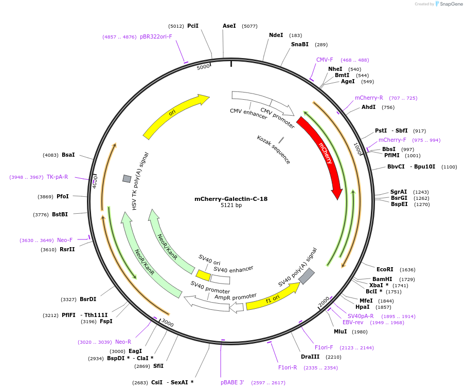 62745-plasmid-map-sequence-id-235985