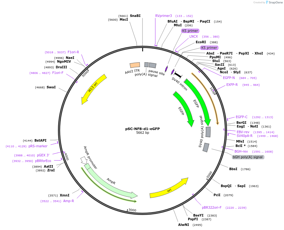 122036-plasmid-map-sequence-id-235989