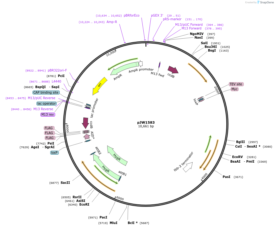 121054-plasmid-map-sequence-id-235990