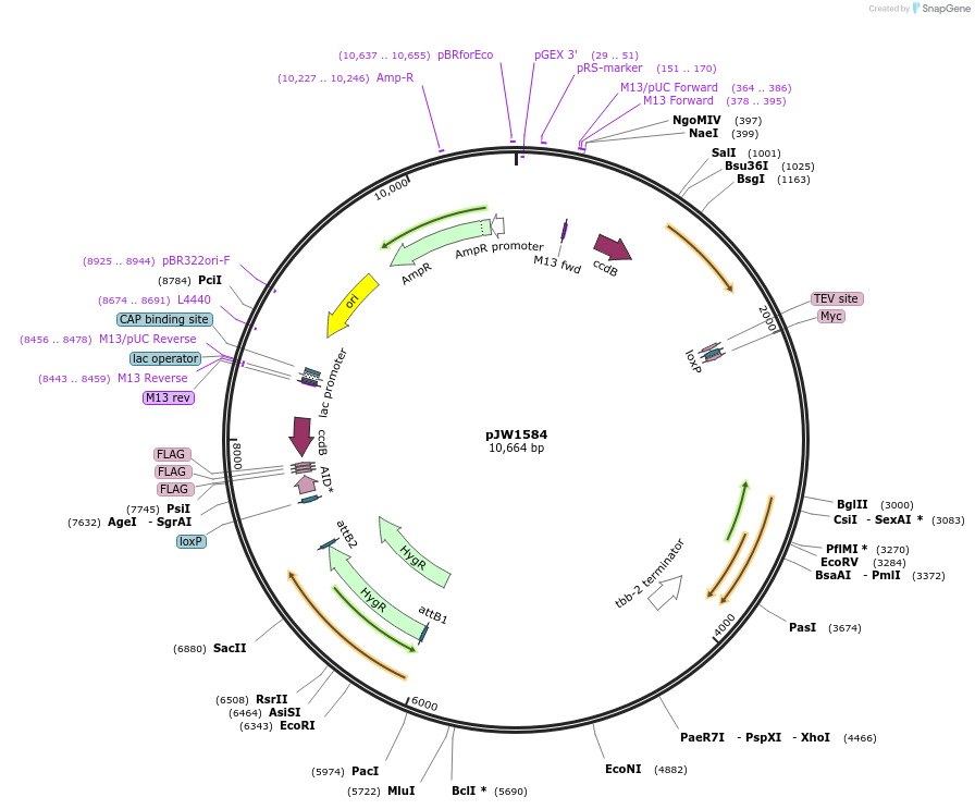 121055-plasmid-map-sequence-id-235991