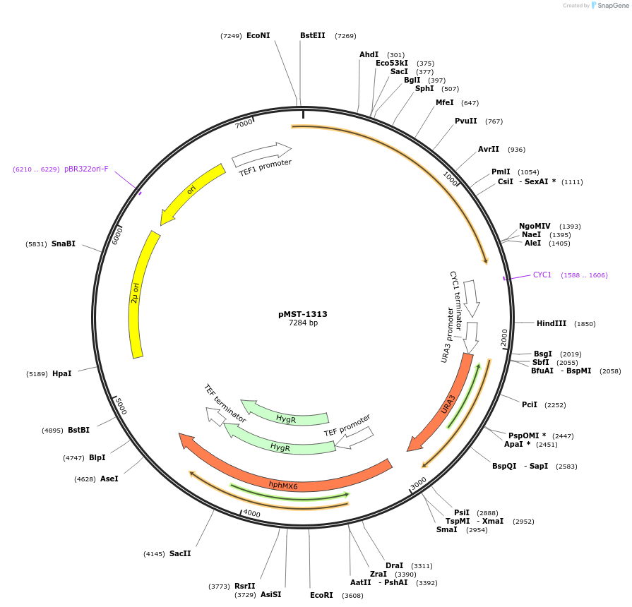 118076-plasmid-map-sequence-id-235993