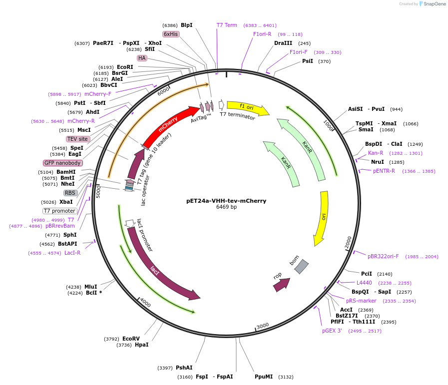 117752-plasmid-map-sequence-id-235994