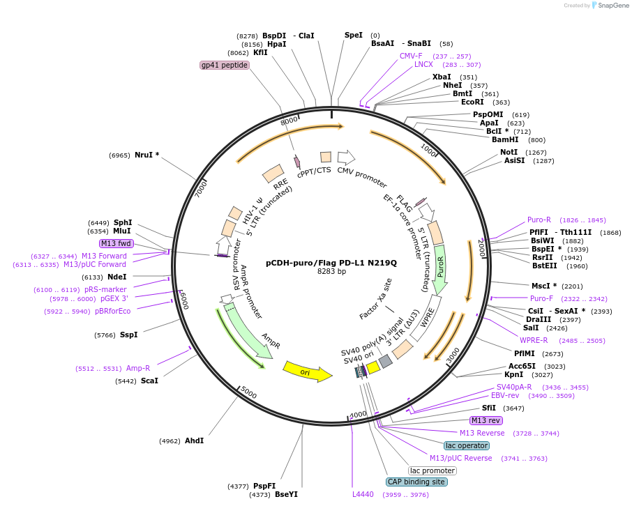 121452-plasmid-map-sequence-id-235995