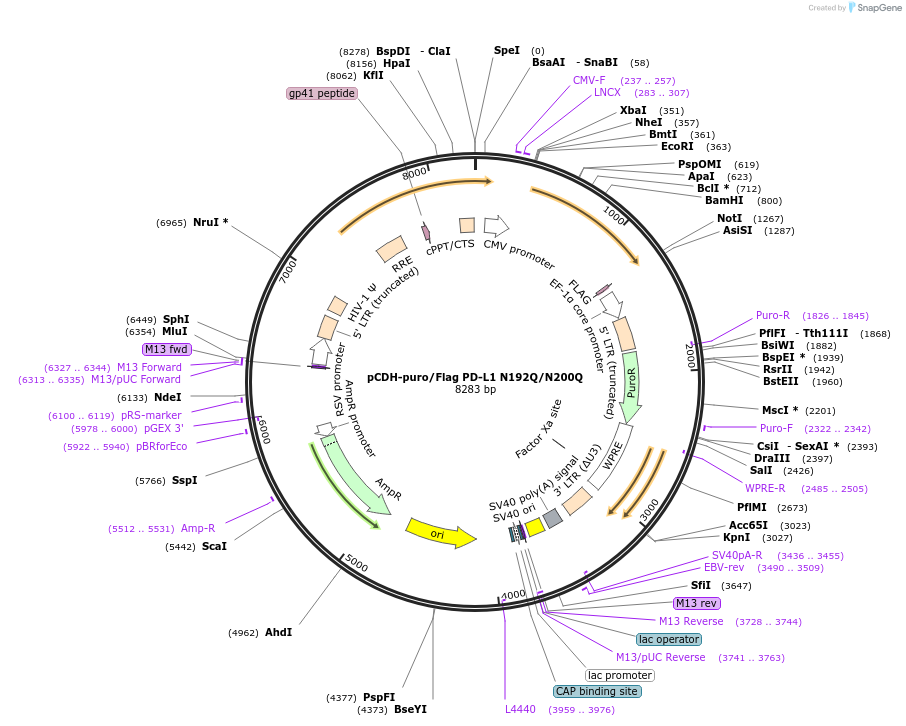 121453-plasmid-map-sequence-id-235997