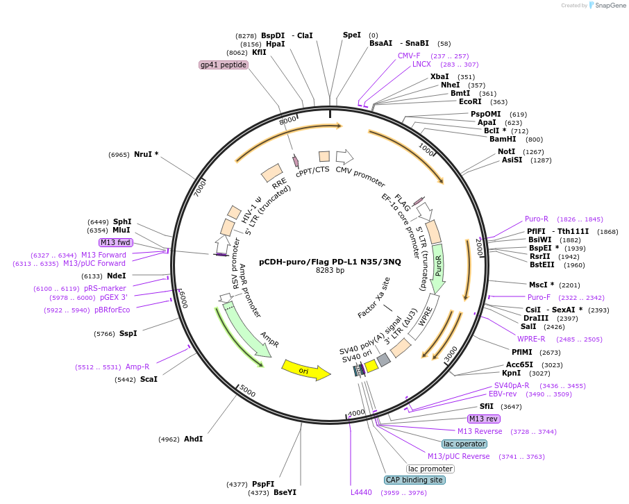 121455-plasmid-map-sequence-id-235999