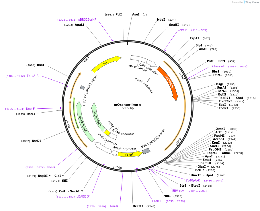 119720-plasmid-map-sequence-id-236000