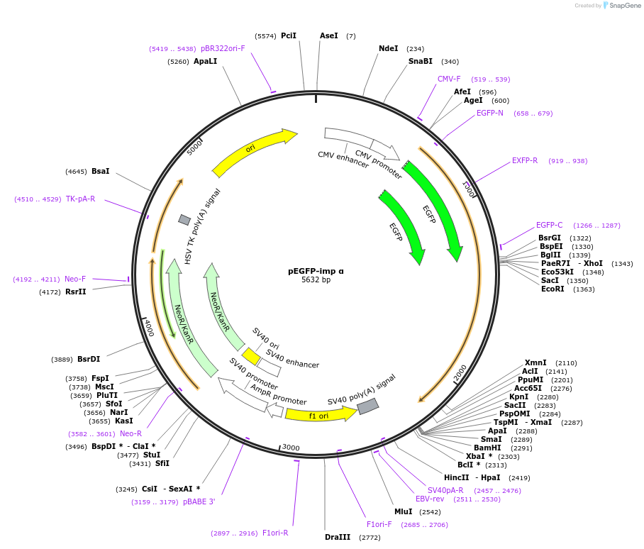 119718-plasmid-map-sequence-id-236002
