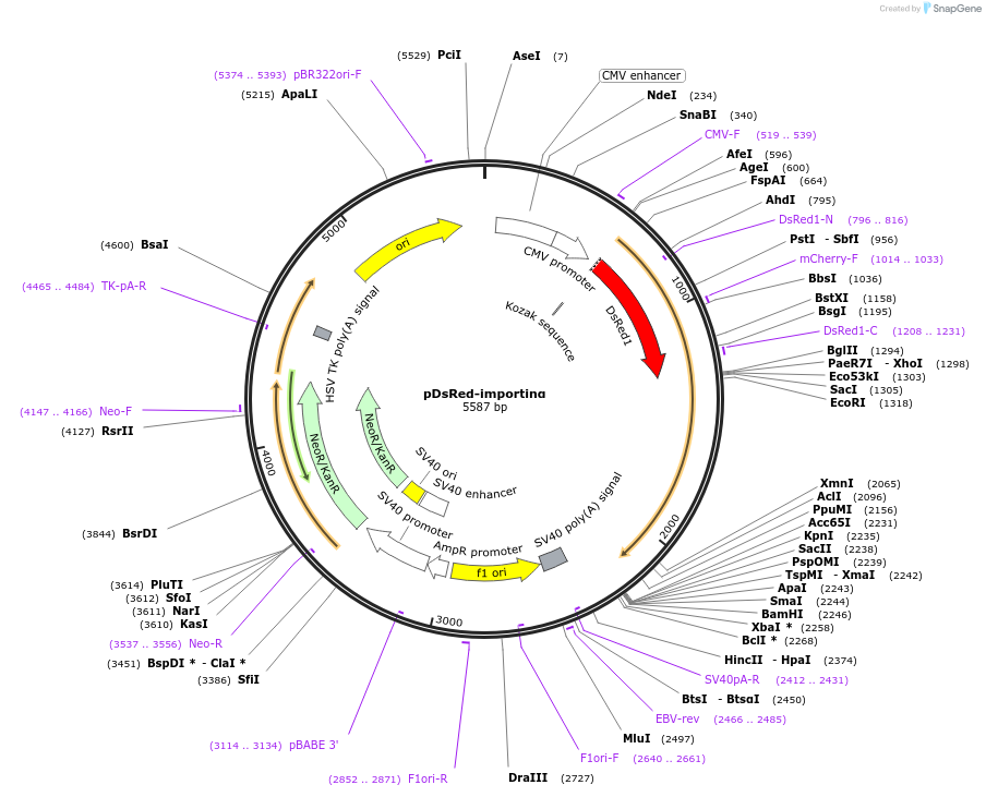 119679-plasmid-map-sequence-id-236003