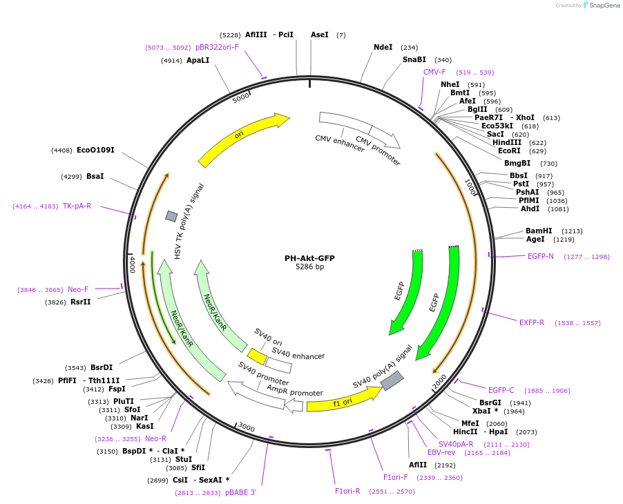 51465-plasmid-map-sequence-id-236006