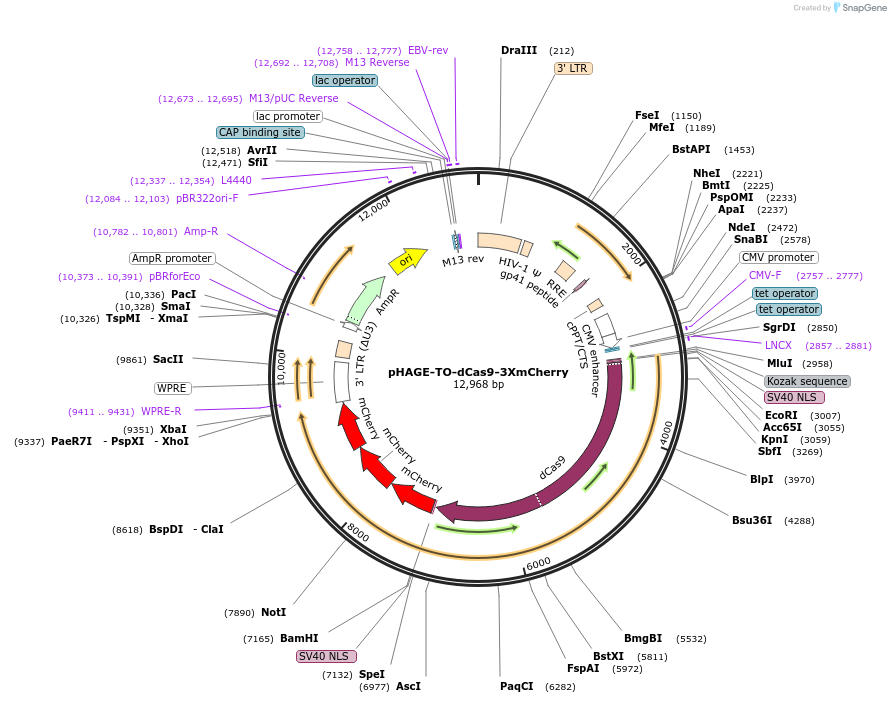 64108-plasmid-map-sequence-id-236008