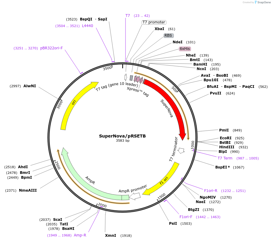 53234-plasmid-map-sequence-id-236010