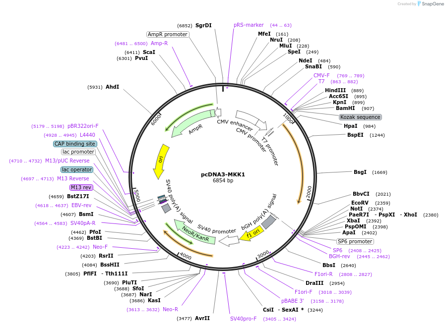 107973-plasmid-map-sequence-id-236018